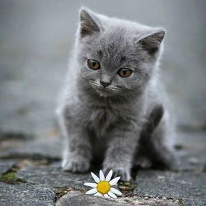 Meet your Posher, Mostafa